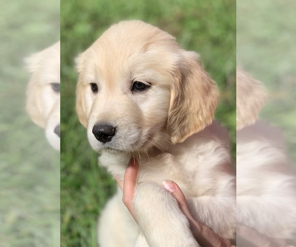 Medium Photo #3 Golden Retriever Puppy For Sale in MORGANTOWN, IN, USA