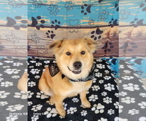 Border Collie-Golden Retriever Mix Dogs for adoption in Mt. Laurel, NJ, USA