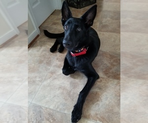 German Shepherd Dog Puppy for Sale in STAUNTON, Virginia USA