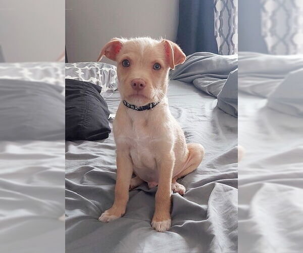 Medium Photo #3 Chihuahua-Unknown Mix Puppy For Sale in Genesee, WI, USA