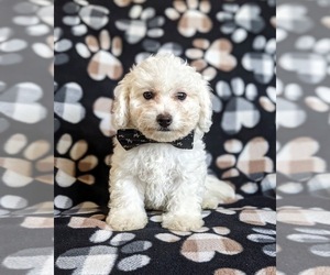 Bichon Frise Puppy for sale in NOTTINGHAM, PA, USA