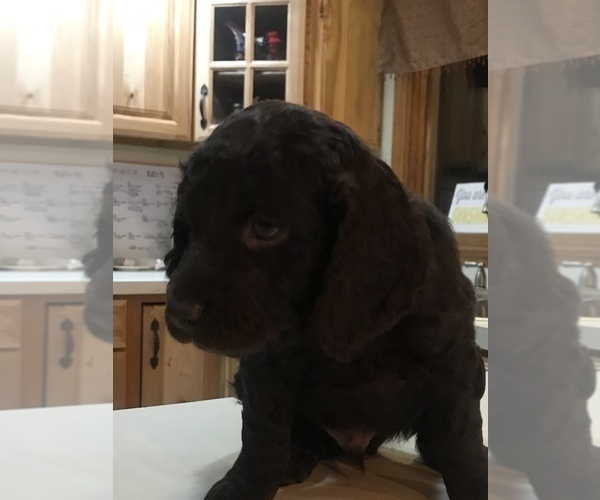 Medium Photo #2 Boykin Spaniel Puppy For Sale in HAMBURG, NY, USA