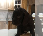 Small Photo #2 Boykin Spaniel Puppy For Sale in HAMBURG, NY, USA