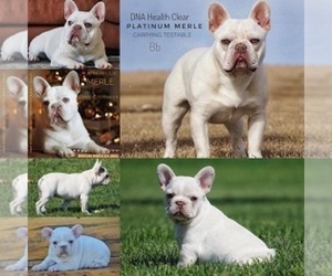 Father of the French Bulldog puppies born on 01/25/2022