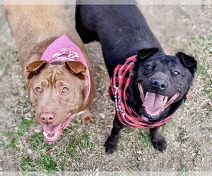 Archie - Male Labrador Retriever-Unknown Mix Dog for Adoption - Photo #3