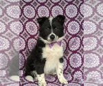 Small Photo #1 Border Collie-Unknown Mix Puppy For Sale in QUARRYVILLE, PA, USA