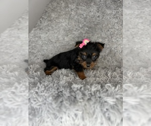 Yorkshire Terrier Puppy for sale in INDIANAPOLIS, IN, USA