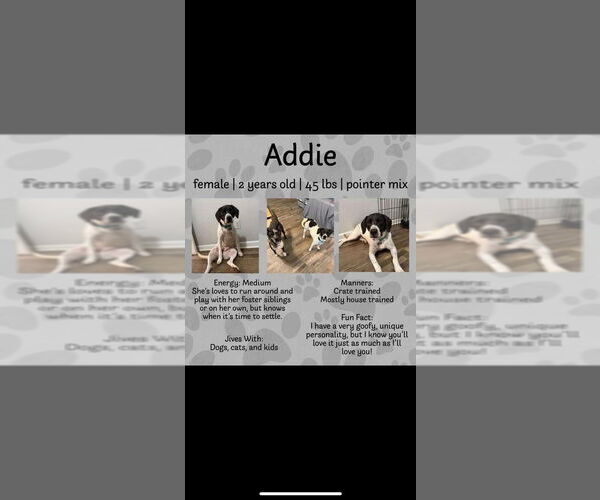Medium Photo #4 Mutt Puppy For Sale in Candler, NC, USA
