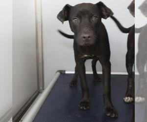 Labrador Retriever-Unknown Mix Dogs for adoption in San Antonio, TX, USA