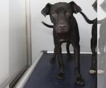 Small Labrador Retriever Mix
