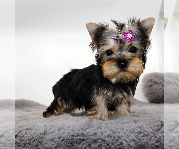Medium Photo #1 Yorkshire Terrier Puppy For Sale in LOS ANGELES, CA, USA