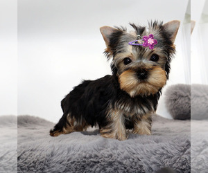 Yorkshire Terrier Puppy for sale in LOS ANGELES, CA, USA