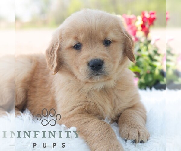 Medium Photo #1 Golden Retriever Puppy For Sale in NEWPORT, PA, USA
