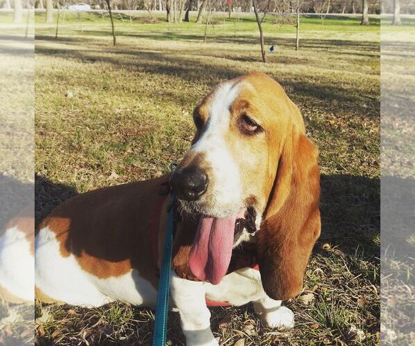 Medium Photo #6 Basset Hound Puppy For Sale in Carrollton, TX, USA