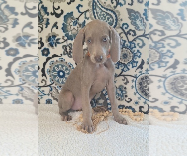 Medium Photo #3 Weimaraner Puppy For Sale in LEWISBURG, KY, USA