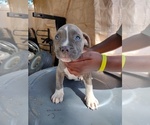 Small #7 American Pit Bull Terrier
