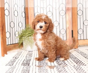 Cavapoo Puppy for sale in NAPLES, FL, USA