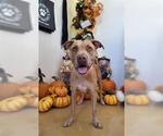 DIAMOND - Female American Pit Bull Terrier Dog for Adoption - Small photo