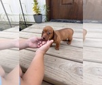 Small #3 Dachshund