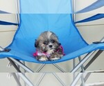 Small Photo #7 Mal-Shi Puppy For Sale in SANTA CLARITA, CA, USA