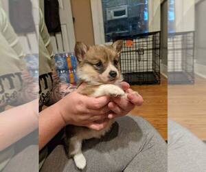 Pembroke Welsh Corgi Puppy for sale in MOUNT VERNON, OH, USA