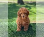 Small Poodle (Toy)