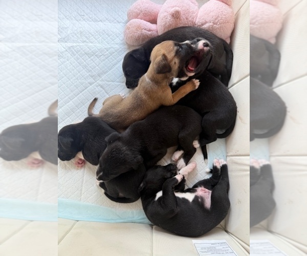 Medium Photo #5 American French Bull Terrier-Chihuahua Mix Puppy For Sale in MIAMI, FL, USA