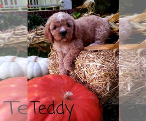 Cavapoo Puppy for sale in SUMMERVILLE, SC, USA
