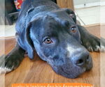 Small #3 American Pit Bull Terrier Mix