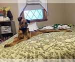Small #10 Doberman Pinscher Mix