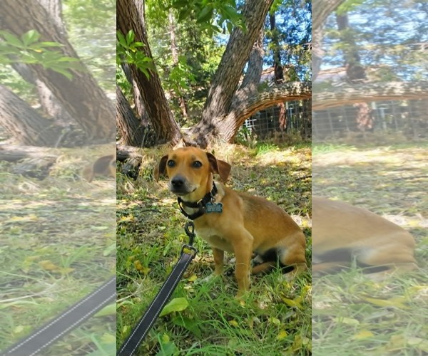 Medium Photo #4 Chiweenie Puppy For Sale in Fresno, CA, USA