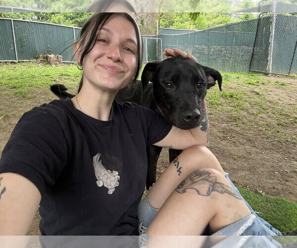 Medium Photo #10 Labrador Retriever-Unknown Mix Puppy For Sale in Brewster, NY, USA