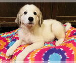 Small #3 Great Pyrenees