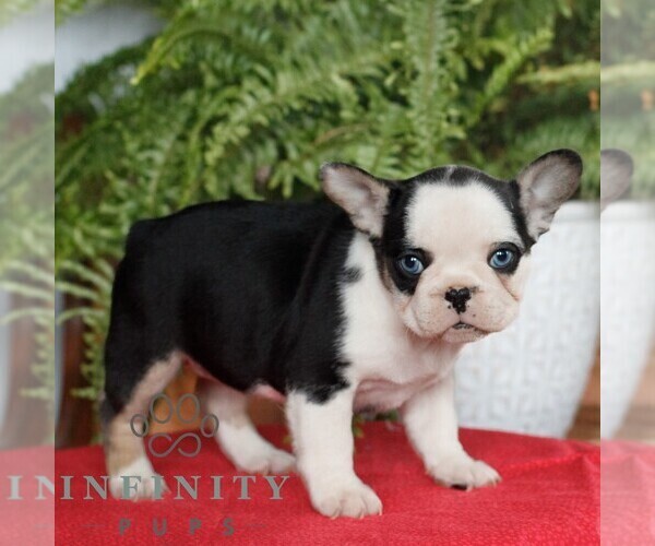 Medium Photo #3 French Bulldog Puppy For Sale in RONKS, PA, USA