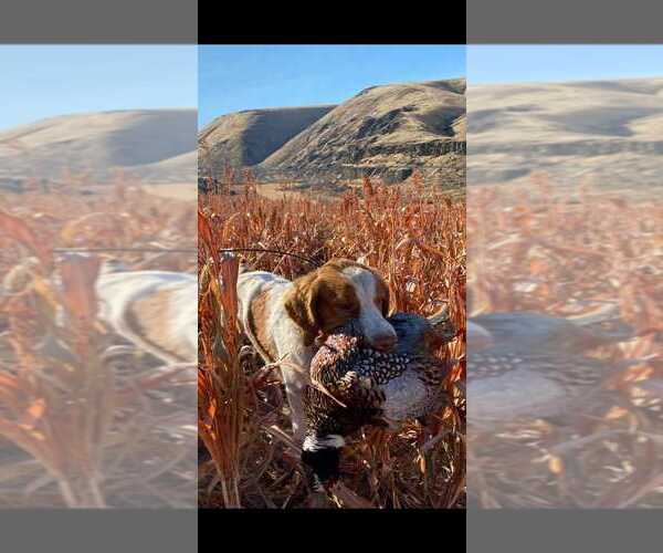 Medium Photo #5 Brittany Puppy For Sale in MORENO VALLEY, CA, USA