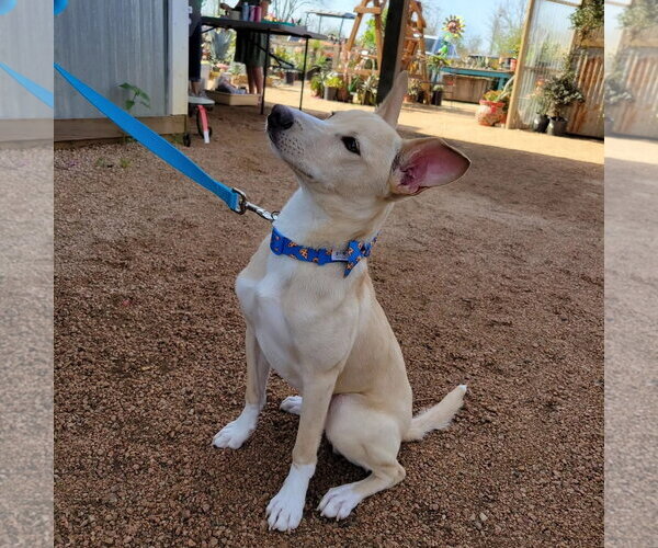 Medium Photo #15 Mutt Puppy For Sale in Rosenberg, TX, USA