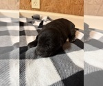 Small #3 Labrador Retriever