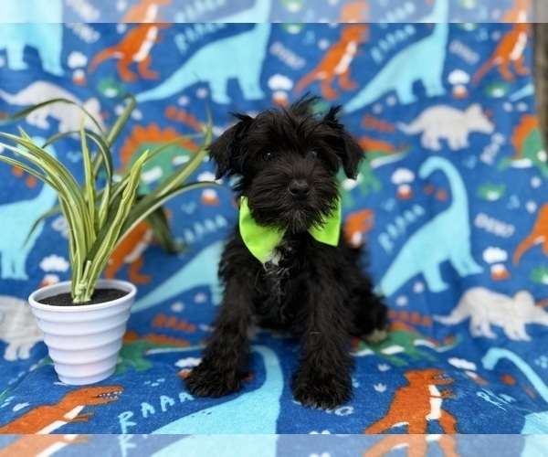 Medium Photo #4 Schnauzer (Miniature) Puppy For Sale in LAKELAND, FL, USA