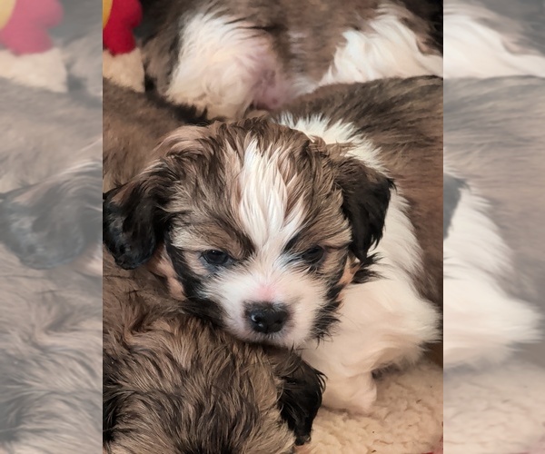 Medium Photo #3 Shih Tzu Puppy For Sale in BOKOSHE, OK, USA