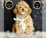 Small #2 Goldendoodle (Miniature)