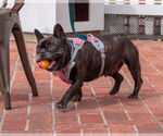 Small #4 French Bulldog
