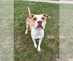 Small #1 American Staffordshire Terrier