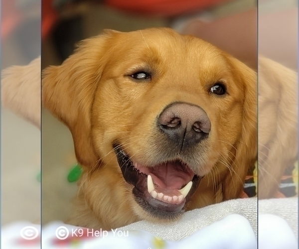 Medium Photo #1 Golden Retriever Puppy For Sale in SAINT LOUIS, MO, USA