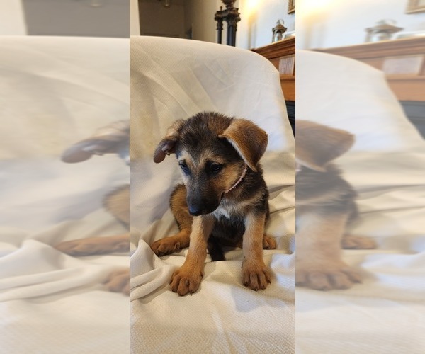 Medium Photo #7 German Shepherd Dog Puppy For Sale in INEZ, TX, USA