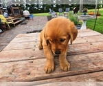 Small #3 Golden Retriever