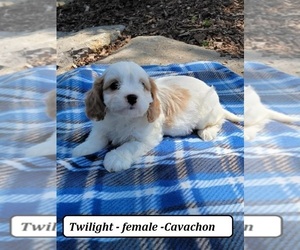 Cavachon Puppy for sale in CLARKRANGE, TN, USA