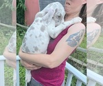 Small Photo #52 Great Dane Puppy For Sale in SPRAGGS, PA, USA