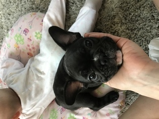 French Bulldog Puppy for sale in POTTSVILLE, PA, USA