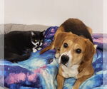 Small #8 Beagle Mix