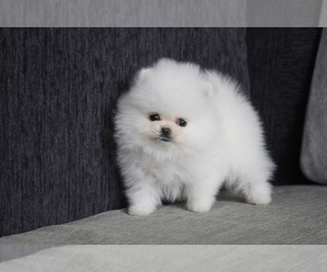 Pomeranian Puppy for sale in MANHATTAN, NY, USA
